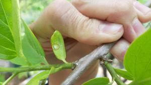 갈색날개매미충 등 돌발해충 적기 방제 당부