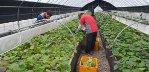 당진시, 조직배양 고구마 호감미 종순 공급