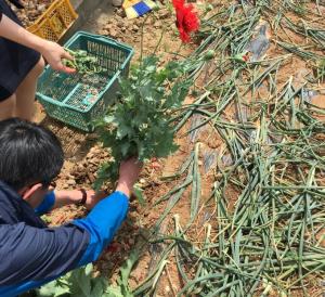 양귀비․대마(마약류) 불법재배 자발적 신고 안내