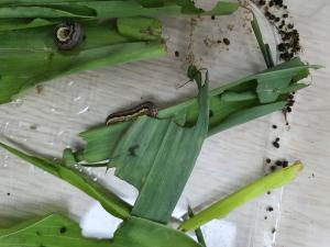 멸강나방 유충 발생 전년보다 15일 빨라