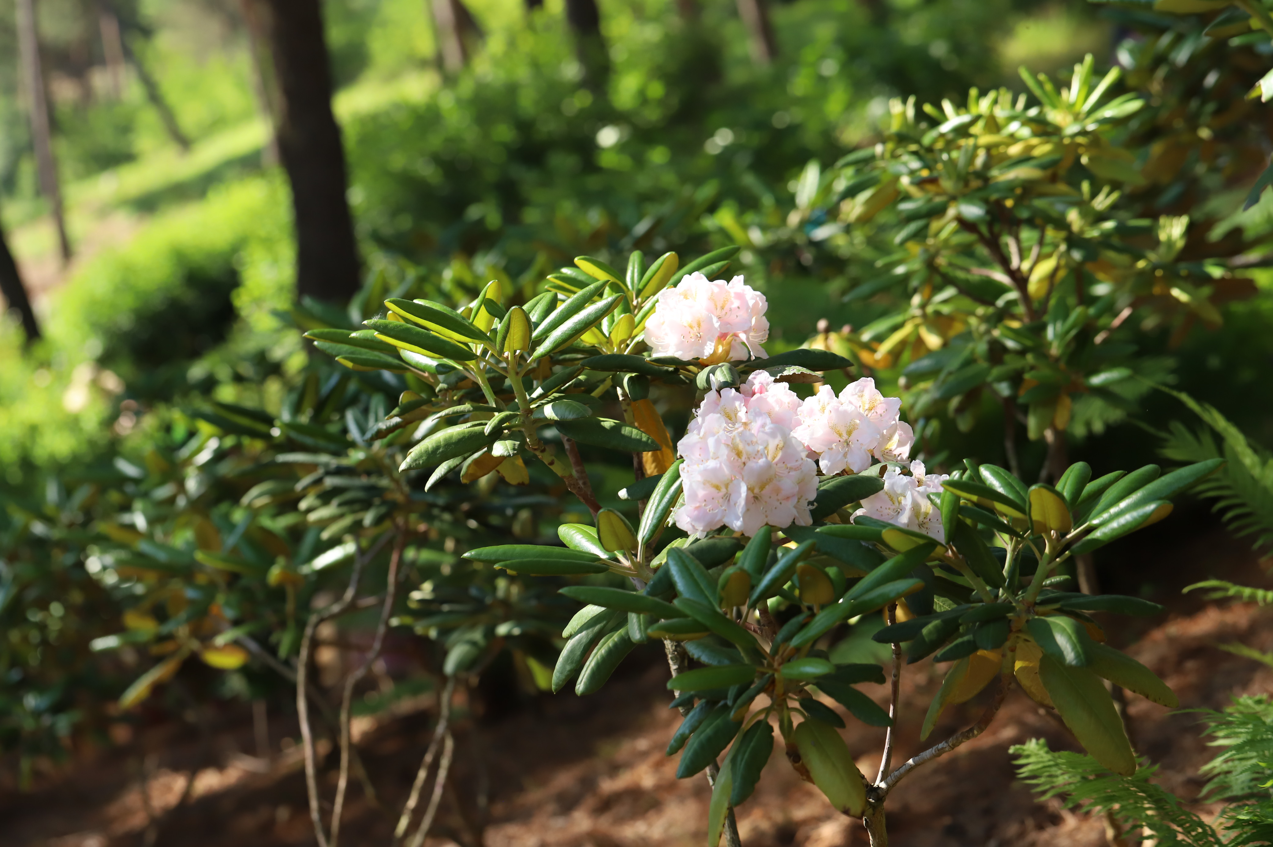 홍만병초 (자생식물원)