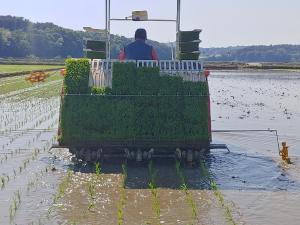 당진시, 남거나 부족한 모판 연락주세요