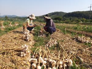 당진시, 마늘·양파 수확 및 저장 요령 지도 나서