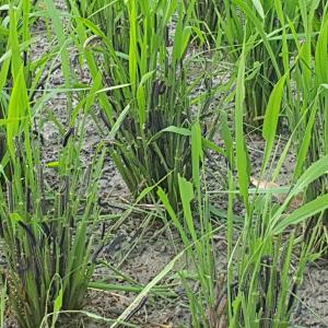 당진, 멸강나방 신속방제로 피해 최소화