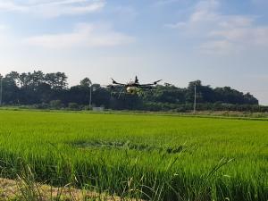 최고품질 쌀 생산 위해 이삭거름 중요