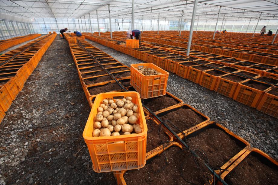 건전 씨감자 공급, 지역 특화 해나루 황토감자 생산 뒷받침 이미지