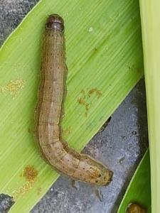 중국에서 날아온 공포의 열대거세미나방, 당진 옥수수 밭에서 첫 확인