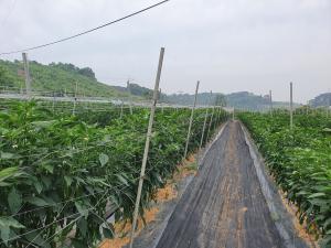 당진시, 장마기 이후 고추포장 관리 현장컨설팅 추진