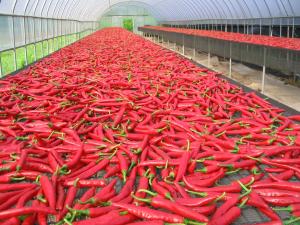 당진시 농업기술센터에서 ‘고추’ 새벽시장 열려