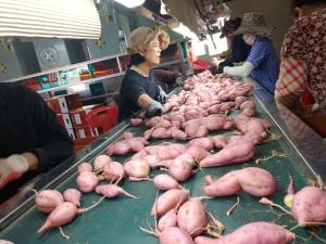 벌써 당진 햇 호박고구마를 먹을 수 있다구요?