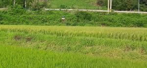 당진시, 마을 앰프방송으로 당면 농업정보전달