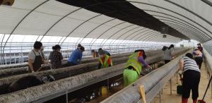 당진시, 집중호우 피해 점검 및 복구에 구슬땀