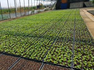 당진시, 김장용 배추·무 파종관리 현장컨설팅 추진