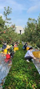 피해농가 복구를 위한 긴급 농촌일손돕기