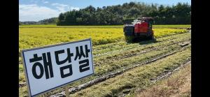 당진 우량종자생산 채종포, 조생종 벼 수확 돌입