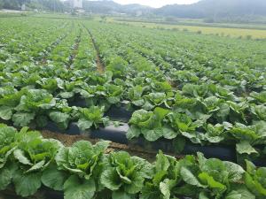 김장용 배추, 무 병해 및 양분관리 현장컨설팅 추진