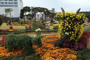 당진시, 국화전시회 축소 개최