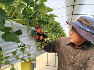 햇딸기 맛보세요! 당진 딸기 첫 출하