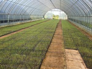 마늘, 양파 적기 파종 및 정식 중점지도