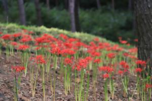 현대제철 해피프리즘 봉사단, 삼선산수목원 가꾸기 참여