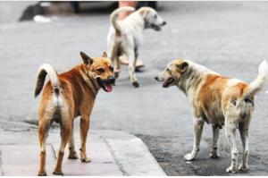당진시 ‘들개’잡는 전문 포획단 출동