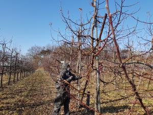 당진시, ‘과수 화상병’유입차단, 피해 예방 당부