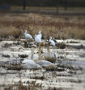 당진 합덕제에 ‘겨울 진객’큰고니 찾아와