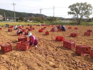 당진시, 농번기 맞춤형 농작업 지원단 운영