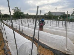 당진시 고품질 안전고추 생산기반 조성 시범 사업 추진