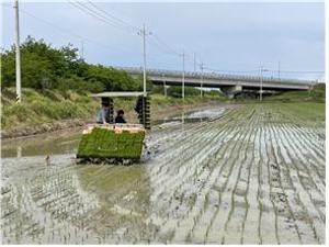 당진시 4-H연합회, 공동과제포 모내기 행사 성료