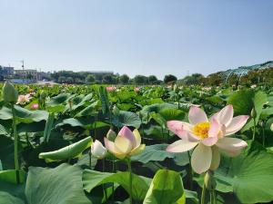 당진 합덕제,‘연꽃 가득’비대면 언택트 여행지로 각광