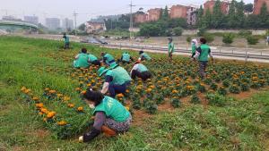 당진 석문면 새마을지도자·부녀회협의회, 마을정비에 구슬땀