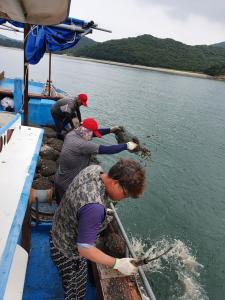 당진시 바지락종패 42톤 방류, 어업인 소득증대 기대