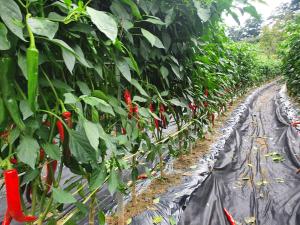 당진시, 고온 대비 고추 중기관리 및 적기수확 컨설팅