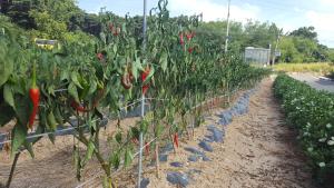 당진시, 폭염 대응 농작물 관리 현장컨설팅 추진