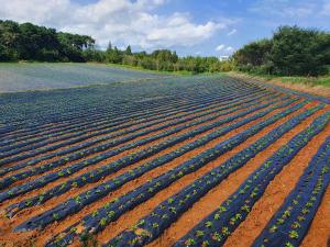 당진시, 김장용 무, 배추 재배관리 현장 컨설팅 추진