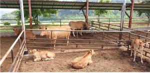 당진시, 한우산업 수급안정에 총력 기울여