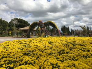가을향기 만끽하러 당진 국화 보러갈까?