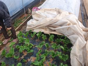 당진시, 한파, 폭설 대비 시설하우스 관리 당부