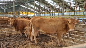 당진시, 축산분야 지원 사업 신청자 모집