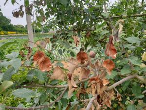 당진시, 과수화상병 사전예방 위한 행정명령 발령