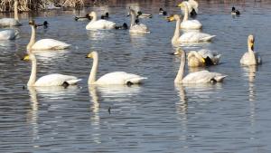 당진 합덕제 찾은 큰고니 보며 걸어요~