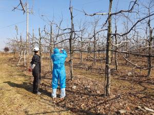 당진시, 과수화상병 예방 위한 적기방제 당부