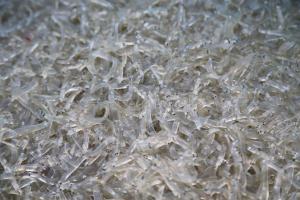 당진 장고항에 봄을 알리는 실치가 돌아왔다!