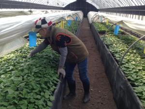 당진시, 신품종 고구마 포트묘 1만주 7개 농가에 공급