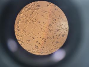 당진시‘꽃가루 발아율 검정’통한 명품 과일 생산