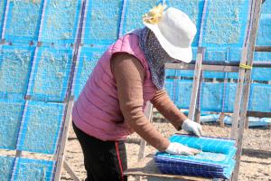 칼슘의 왕 당진 뱅어포, 지금이 먹기 딱!