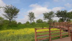 당진 합덕제, 유채꽃 황금물결로 장관