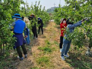 당진 송악읍, 풍년 기원 농촌 일손돕기 나서