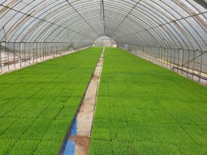 당진시, 적기 이앙 위한‘모 알선 창구’운영